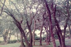 hopehall_garden