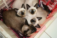 hopehall_petfriendly